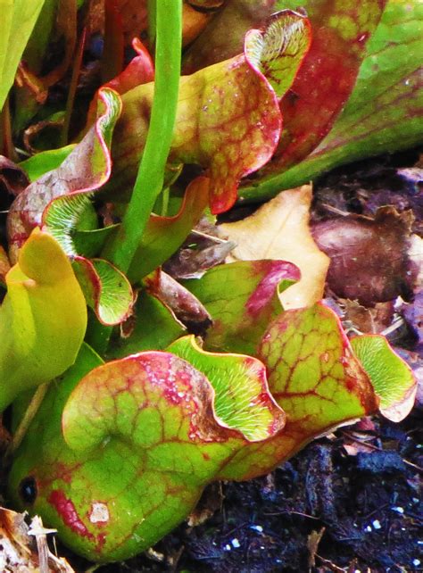 Pitcher Plant Habitat – Diana Carle, PhD