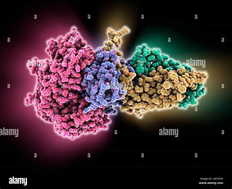 Succinate dehydrogenase enzyme. Molecular model of the succinate ...