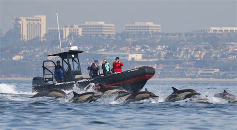 Newport Coastal Adventure | The Ultimate Whale Watching Adventure!