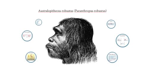 Australopithecus robustus by Max Günther on Prezi