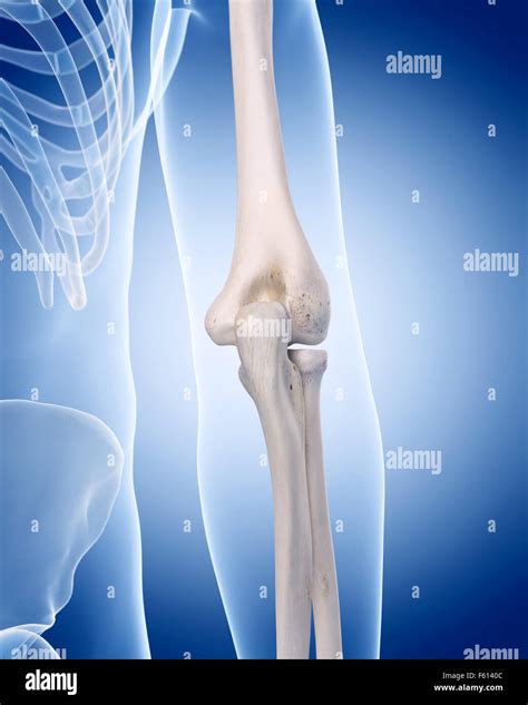 Medically Accurate Illustration Of The Human Skeleton The Elbow Stock