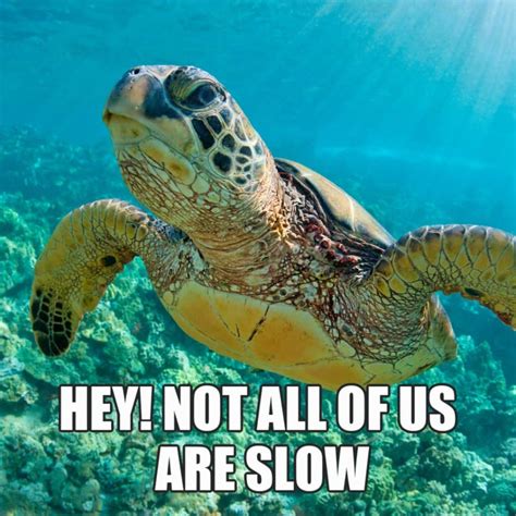 17 Cute Turtle Memes To Make You Smile Or LOL