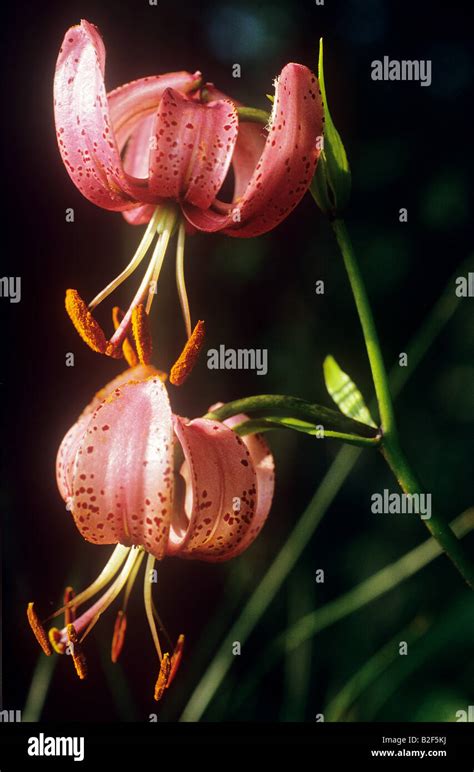 Martagon Lily Lilium Martagon Stock Photo Alamy