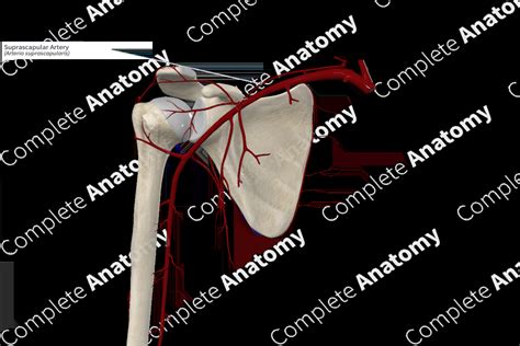 Suprascapular Artery | Complete Anatomy