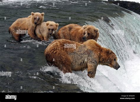 Grizzly Bears And Cubs Fishing For Salmon Brooks River Katmai