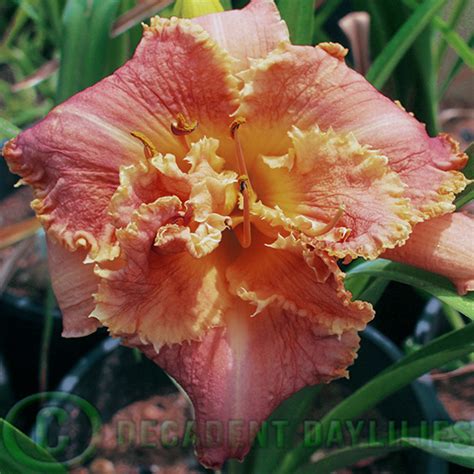 Venetian Fringe - Decadent Daylilies Australia