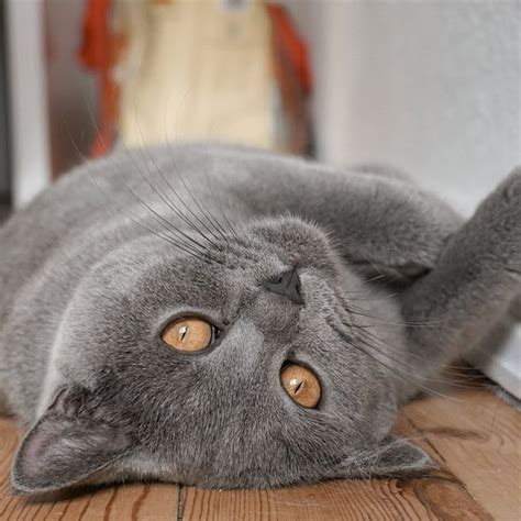 British Shorthair Cats | British shorthair cats, British shorthair, Cats