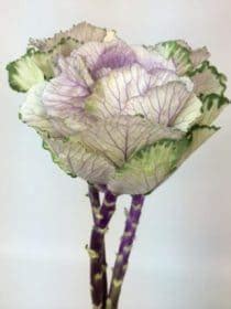 Lavender Kale Ornamental Cabbage 50 Stems J R Roses Wholesale Flowers