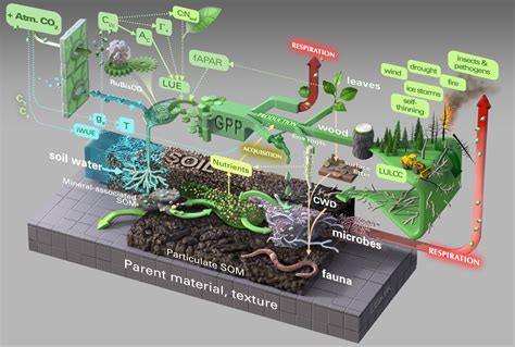 Understanding Carbon Feedbacks: The Interaction of Atmospheric CO2 and the Terrestrial Carbon ...