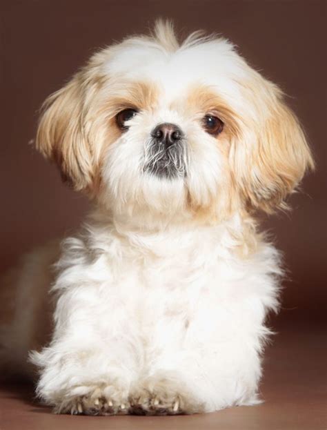 15 Best Small Dog Breeds for Apartments