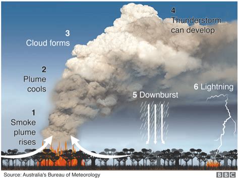 Wildfires, Firestorms, & Their Environmental Effects - Elmwood Park Zoo