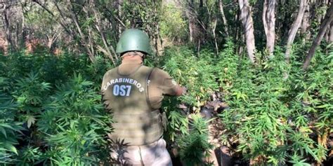 Carabineros Del Os7 Aconcagua Incautan 70 Mil Dosis De Cannabis Sativa Desde Una Quebrada En