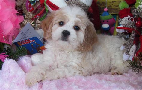 Cavachon Puppies For Sale Cavachon