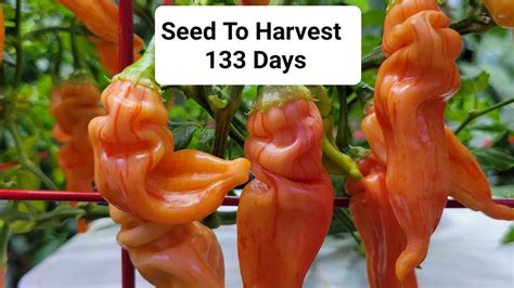 Sugar Rush Peach Stripey Pepper From Seed To Harvest In 133 Days Youtube