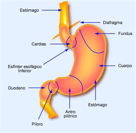 C Mo Se Tratan Infecciones Bacterianas Del Est Mago Curiosoando