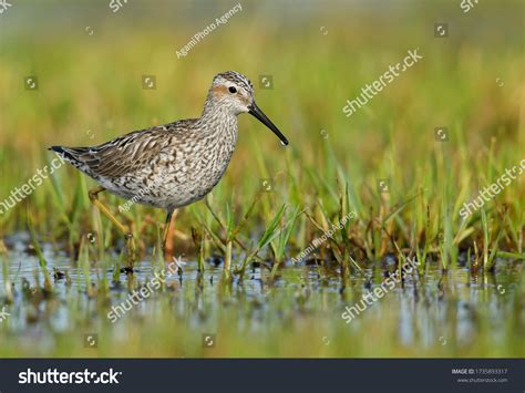 1,021 Stilt sandpiper Images, Stock Photos & Vectors | Shutterstock