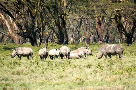 Lake Nakuru National Park Safari In Kenya Best Place To See Rhinos