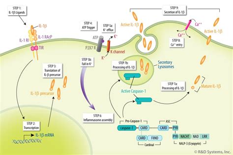 The Caspase 1 Inflammasome And Its Role In Autoinflammatory Diseases Randd