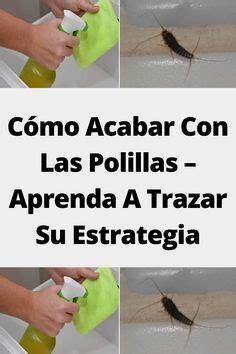 Cómo Acabar Con Las Polillas Aprenda A Trazar Su Estrategia