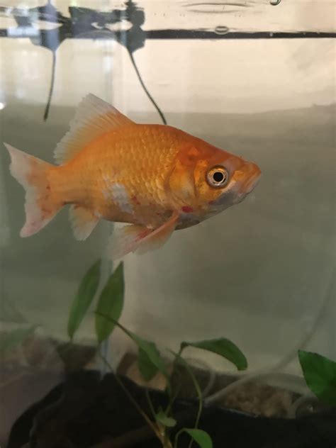 These red spots recently showed up on my fish. What can I do to help ...