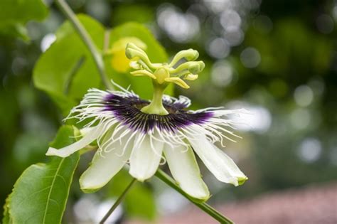 Yellow Passionfruit Form Passiflora Edulis Flavicarpa Inaturalist