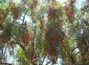 Anacahuita Un Rbol Con Propiedades Medicinales Y Culinarias