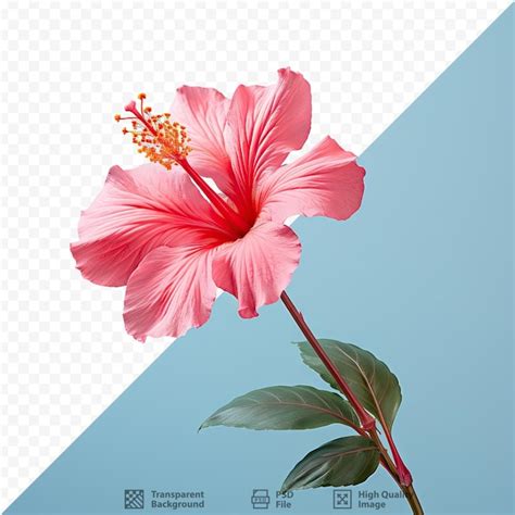 Premium Psd National Flower Of Malaysia Is A Red Hibiscus