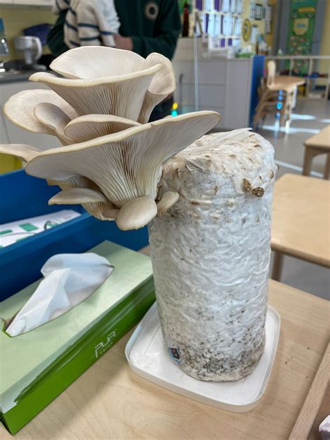 Details More Than Oyster Mushroom Grow Bags Best In Cdgdbentre