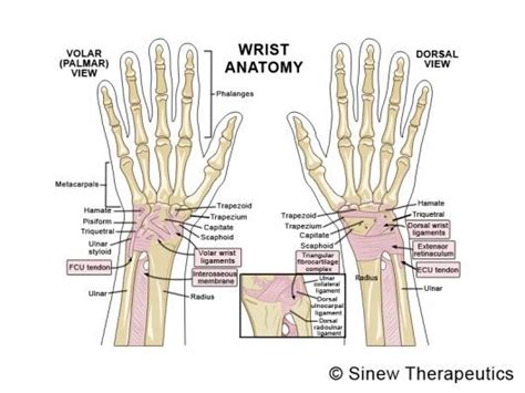 12 best Anatomy of Wrist images on Pinterest | Wrist anatomy, Physical ...