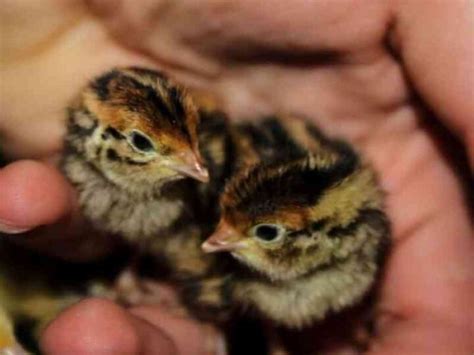 How To Hatch Your Own Coturnix Quail Eggs At Home The Small Town