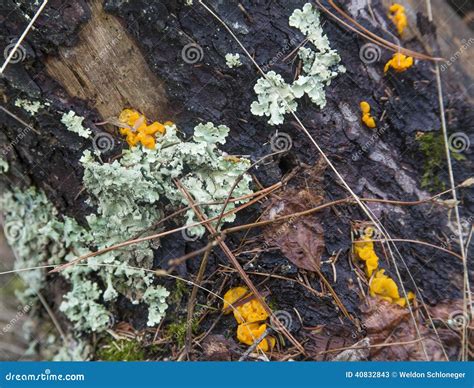 Lichen and Fungi on Rotting Log Stock Image - Image of fungi, forest: 40832843