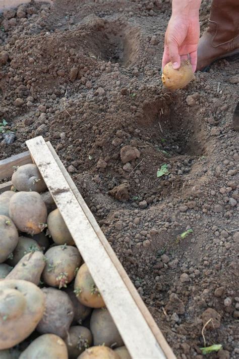 Os Agricultores Jogam Manualmente Um Tubérculo De Batata No Chão