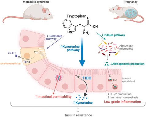 Gut Microbiota Reprogramming Of Tryptophan Metabolism During Pregnancy Shapes Host Insulin