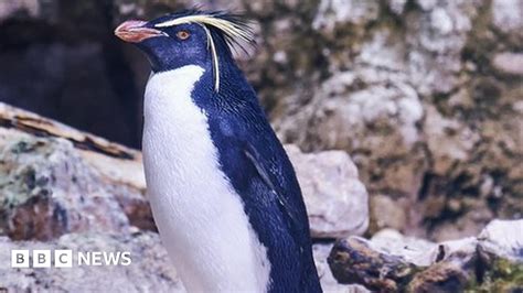 endangered northern rockhopper penguin eggs hatch  edinburgh zoo