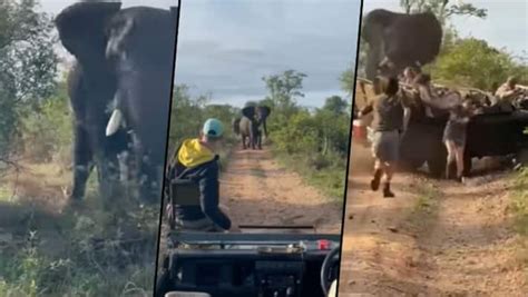 Bull Elephant Charges Safari Truck In South Africa Terrifying Video