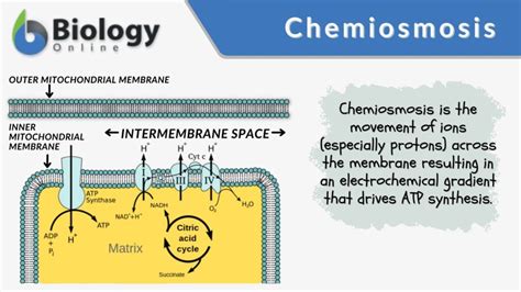 Chemiosmosis Definition And Examples Biology Online Dictionary