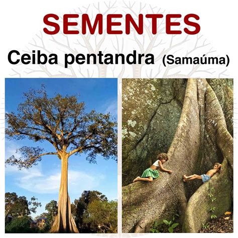 Sementes de Ceiba pentandra Samaúma