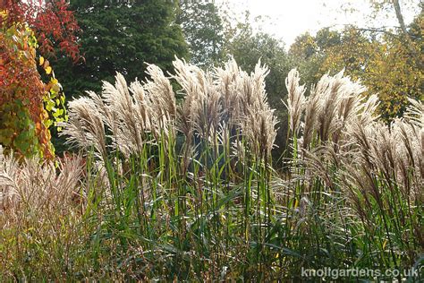 Miscanthus Malepartus Knoll Gardens Ornamental Grasses And