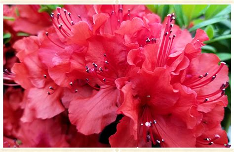 Azalea Care Guide Growing Information Tips Proflowers Blog