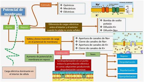 Potencial De Membrana Y Potenciales De Accion Esquemas Y Mapas Porn Sex Picture