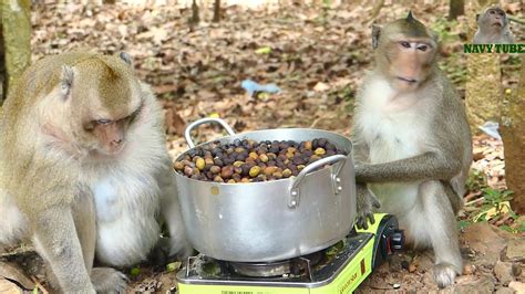 Wow Monkeys Eating Lotus Fruit Cooking Very Funny Coz Very Hot Youtube