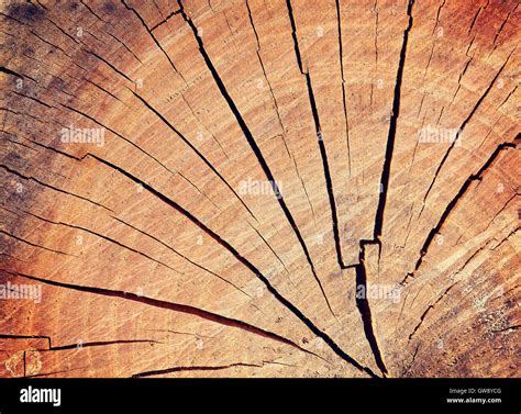 Tree Trunk Circular Hi Res Stock Photography And Images Alamy