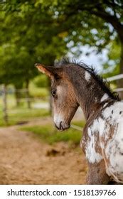 Appaloosa Foal Spotted Horse Portrait Stock Photo 1518139766 | Shutterstock