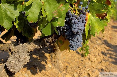 Photos De Vignes Grappes De Raisin Sur Un Pied De Vigne