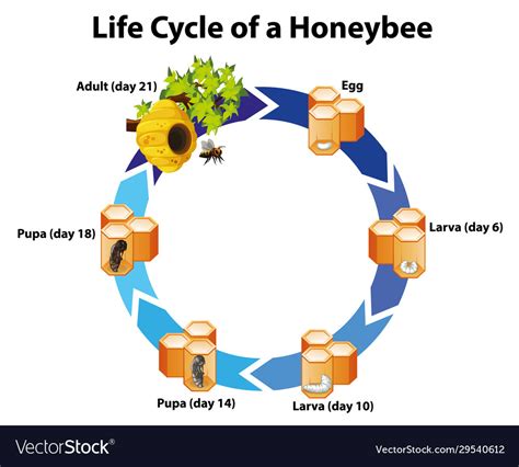 Diagram Showing Life Cycle Honeybee Royalty Free Vector