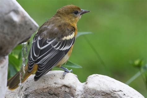 Gale S Photo And Birding Blog Juvenile Baltimore Oriole