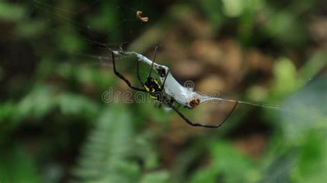 Close Up Of A Female Orb Web Spider Argiope Aetherea With An Unknown