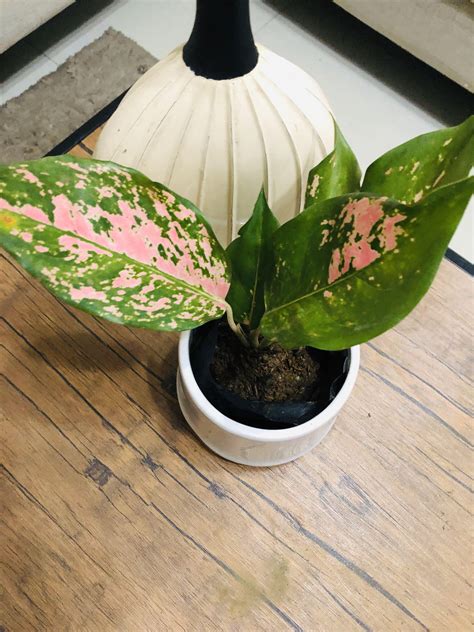 Aglaonema Pink Splash, Furniture & Home Living, Gardening, Plants & Seeds on Carousell