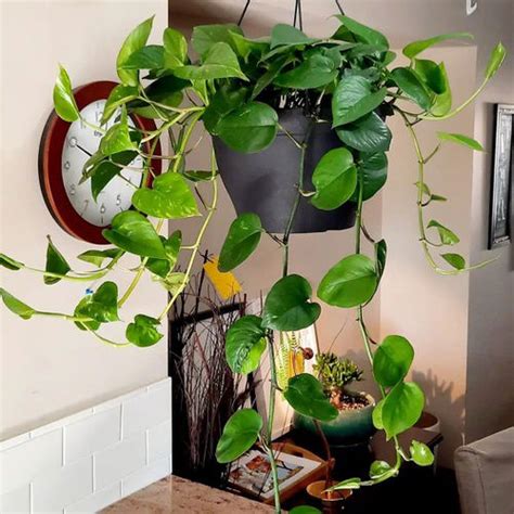 11 Amazing Science Backed Pothos Plant Benefits