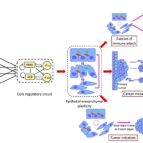 An Overview Of Epithelial Mesenchymal Plasticity Causes And Download Scientific Diagram